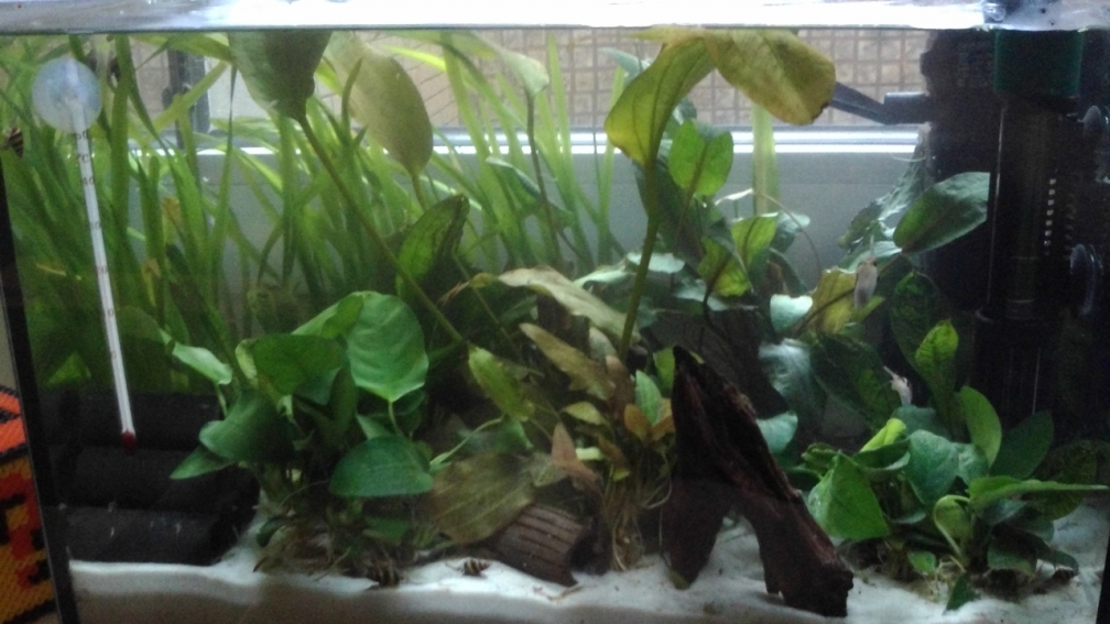 Aquarium Hauptansicht von Das kleine Rechteck