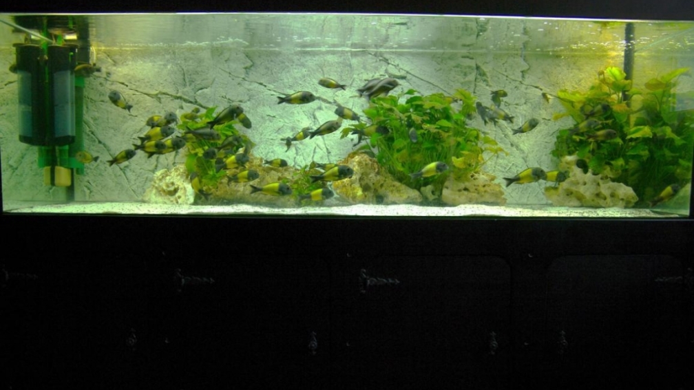 Tanganjika 720 Liter