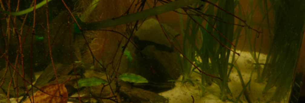 Aquarium Hauptansicht von Fotokasten