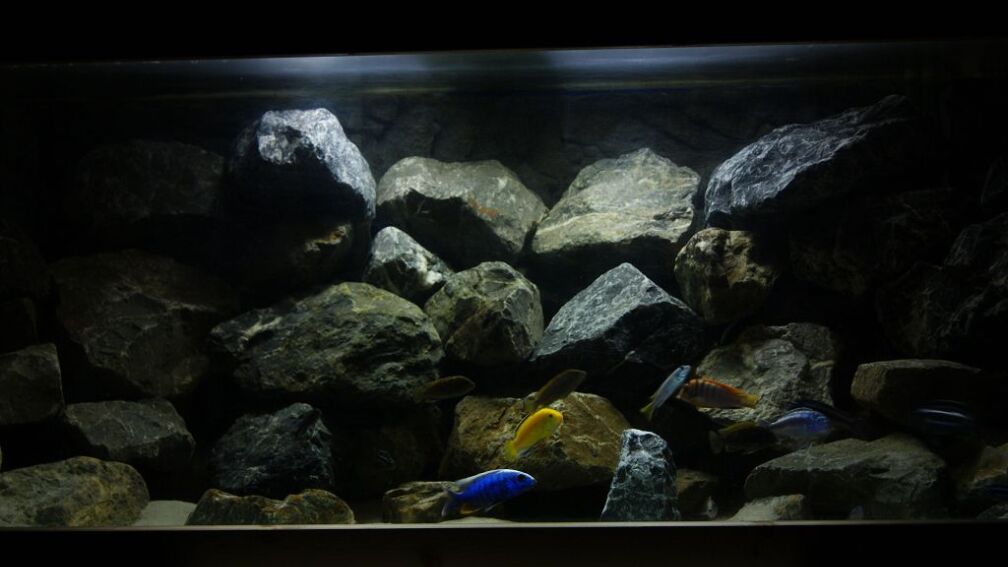 Neues Hauptbild - Mit neuer Einrichtung und überarbeitetem Besatz