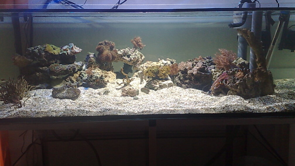 Aquarium Hauptansicht von BIKINI BOTTOM