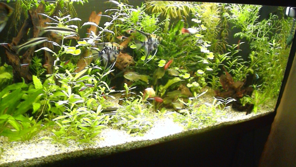 Aquarium Hauptansicht von Gesellschaftsbecken