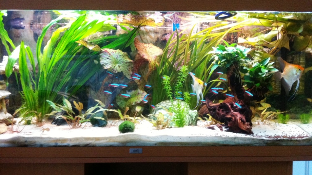 Aquarium Hauptansicht von Laguna Conococha