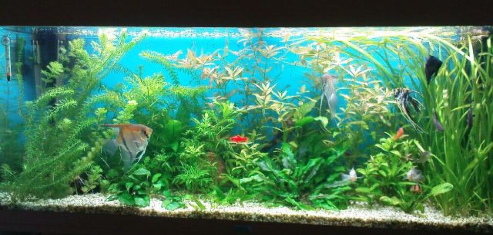Aquarium Hauptansicht von Biotop