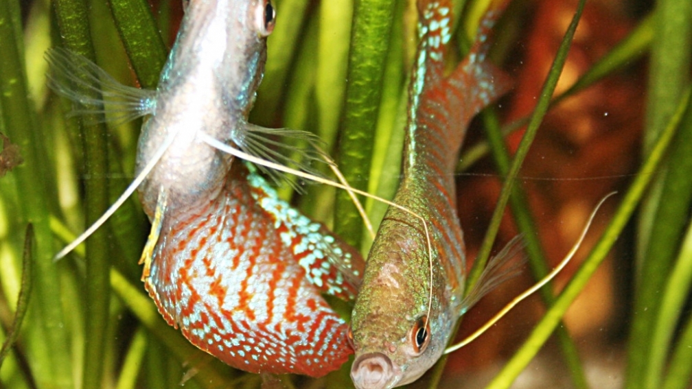 Die beiden Zwergfadenfische am kabbeln...