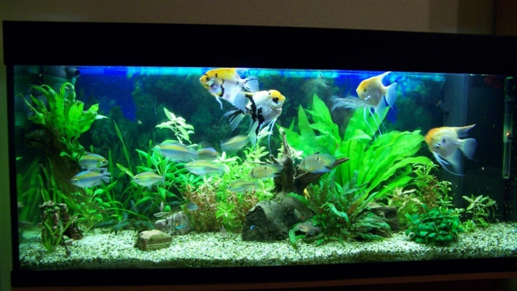 Aquarium Hauptansicht von Skalar
