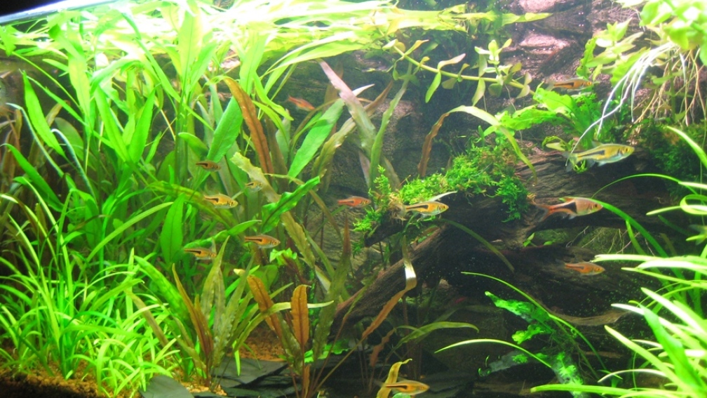 Aquarium Hauptansicht von Asienbecken