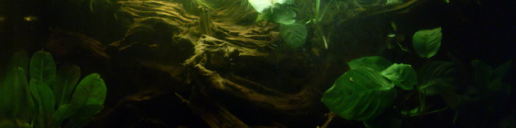 Aquarium Hauptansicht von L-Wels Becken