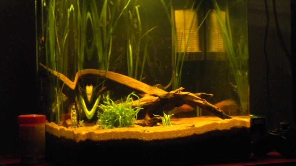 die sonne flutet das becken