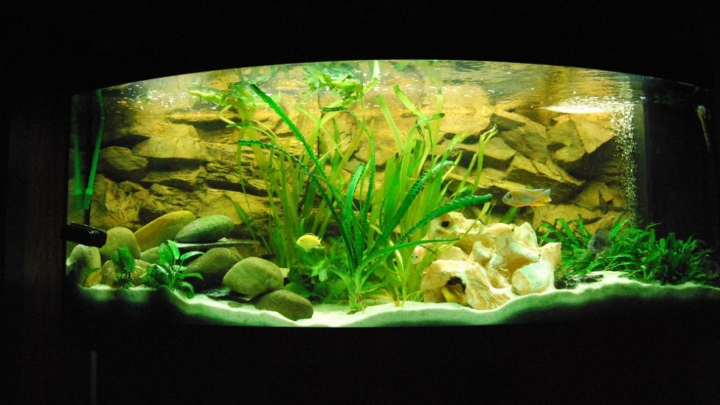 Aquarium Hauptansicht von Becken 16403