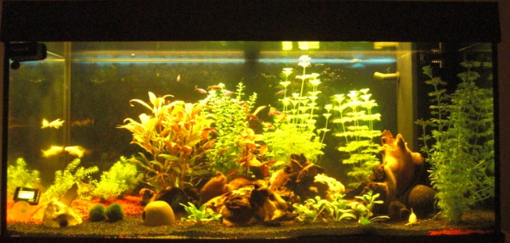 Aquarium Hauptansicht von Aqualounge