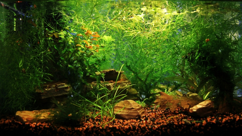 Aquarium Hauptansicht von Red Bee Garnelen