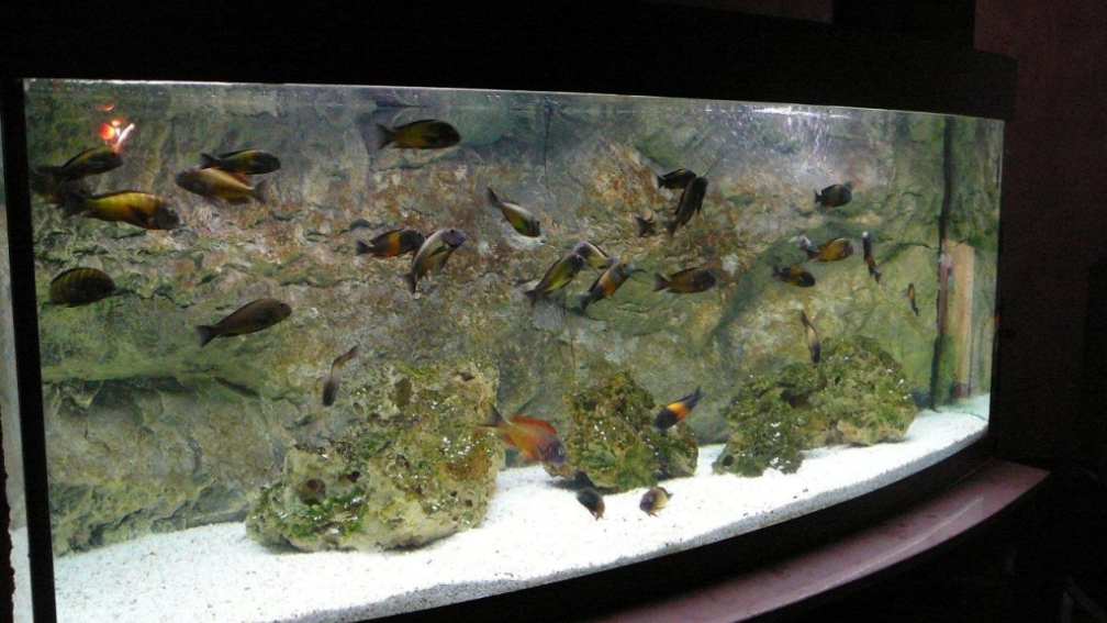 Aquarium Hauptansicht von Tropheusbecken