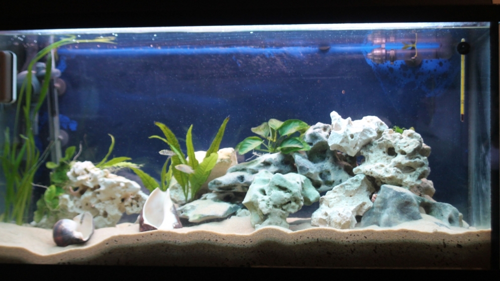 Aquarium Hauptansicht von Altolamprologus Gombe red Tanganjika