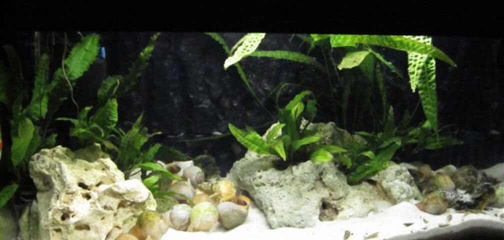 Aquarium Hauptansicht von Tanganjika-Minibecken