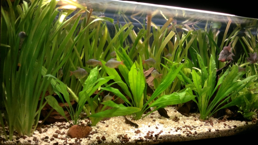 Aquarium Hauptansicht von Meeki-Heim