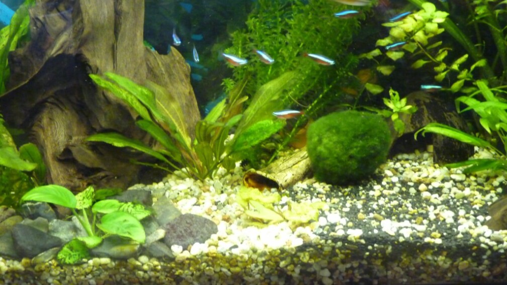 Aquarium Hauptansicht von ++Neu++