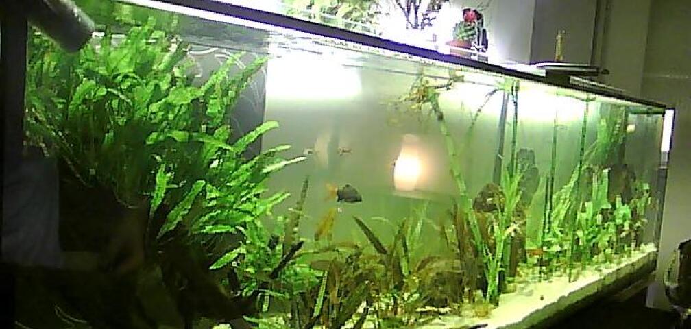 MEIN  2  METER ASIEN BIOTOP