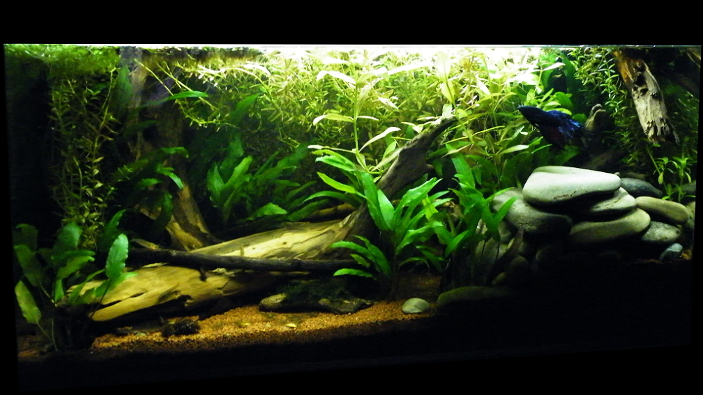 Januar 2012 - Gesamtansicht