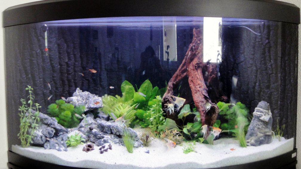 noch ganz frisch - Pflanzen müssen noch wachsen - und Fische auch ;)