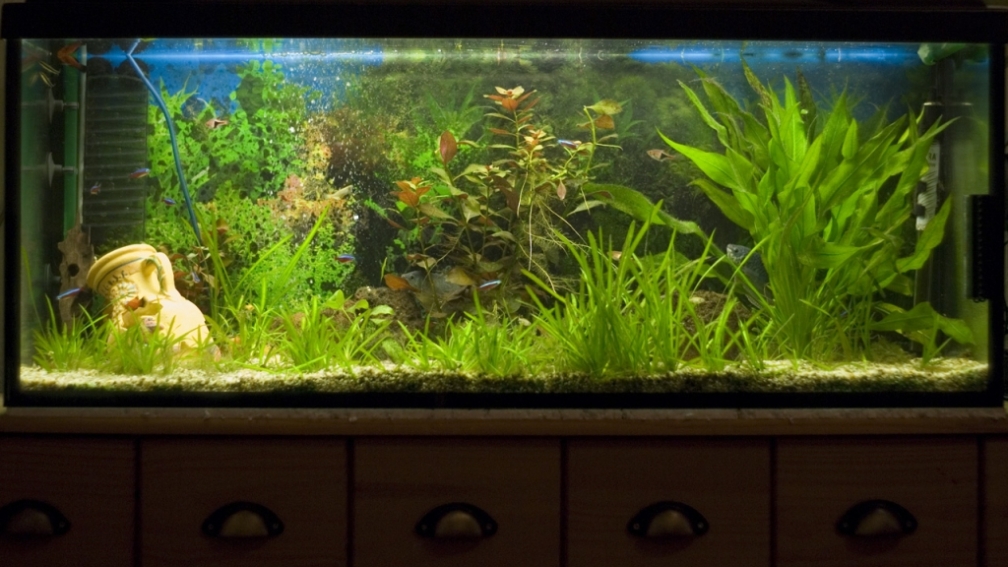Aquarium Hauptansicht von Alex & Steffis Erstesbecken
