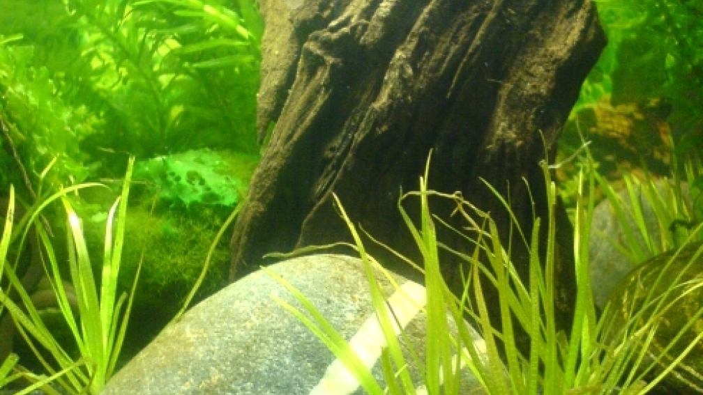 Aquarium Hauptansicht von 20l-sakura