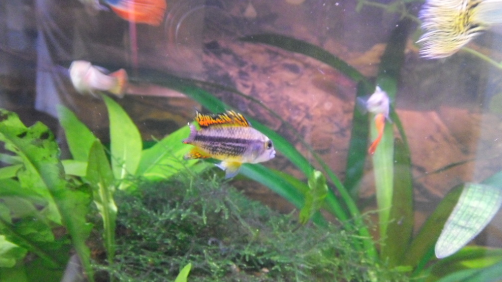 Aquarium Hauptansicht von MeinErstes