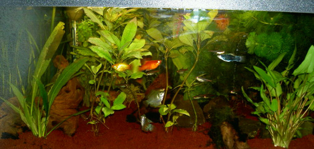 Aquarium Hauptansicht von Gesellschaftsbecken