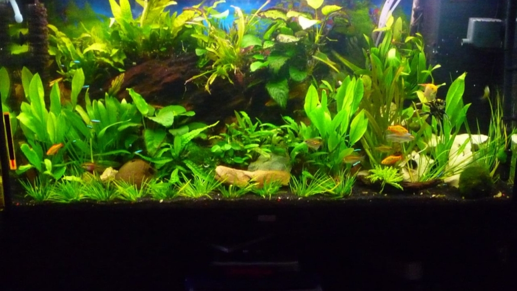 Aquarium Hauptansicht von Rio 300