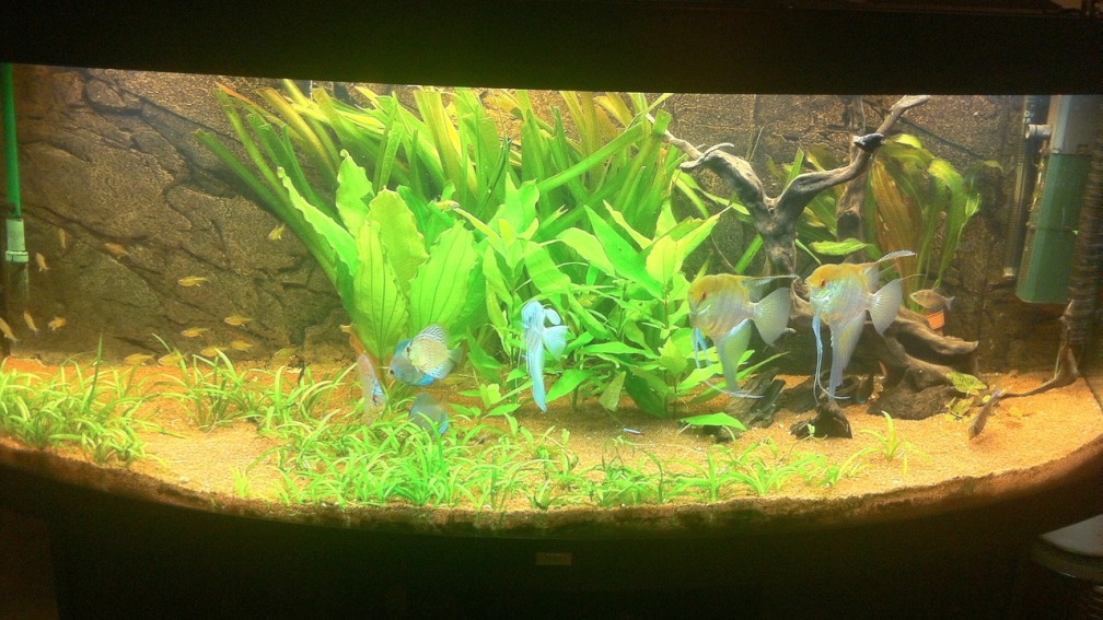 Aquarium Hauptansicht von Juwel Vision 450