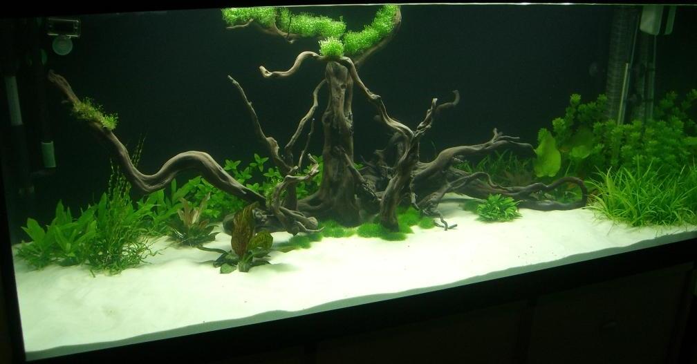 Aquarium Hauptansicht von Parafreie 540L