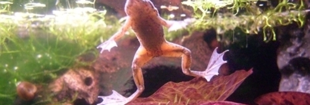 Aquarium Hauptansicht von Frogtopia