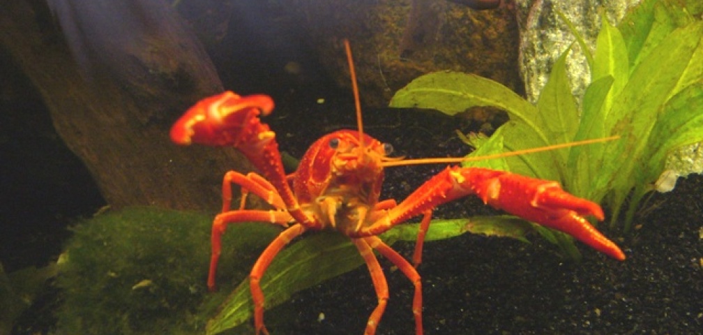 Aquarium Hauptansicht von Clarkii - Rote Florida Sumpfkrebse