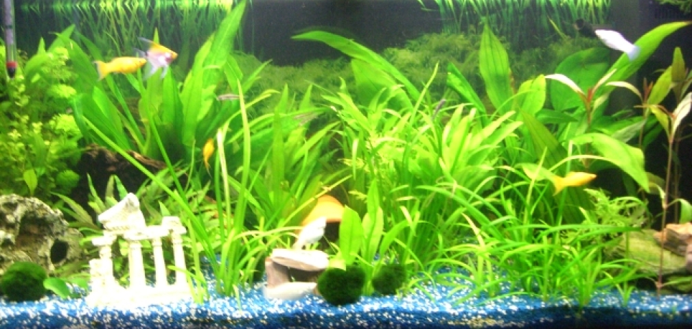 Aquarium Hauptansicht von Juwel Rio 180