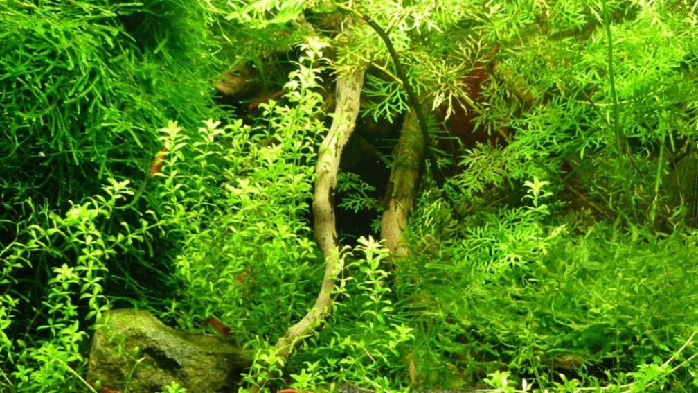 Mein kleines Schwarzes