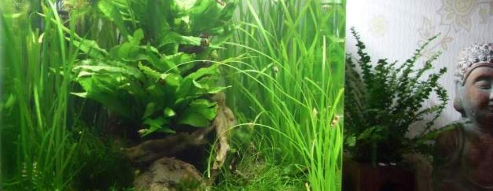 13.7.2010 Buddhas Garten 