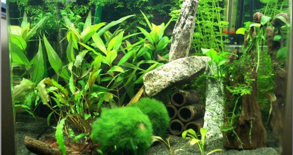 Home of RedFire August 2010