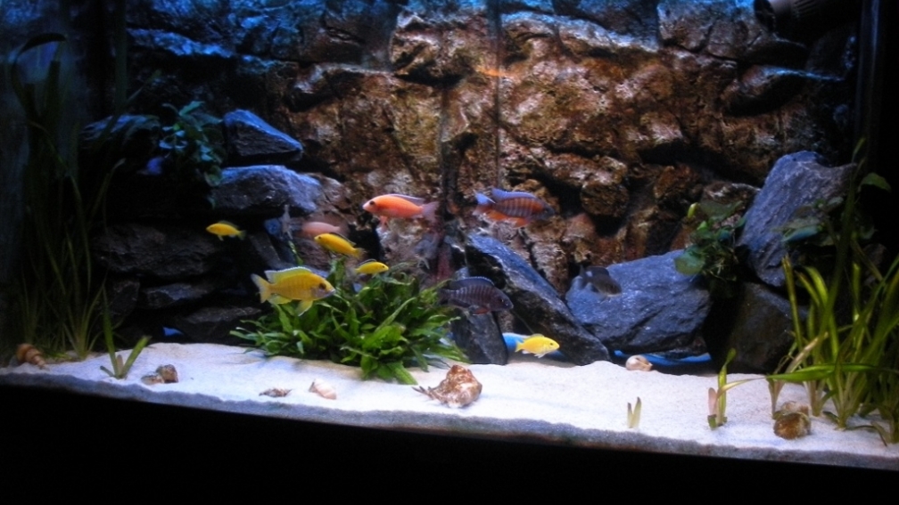 Aquarium Hauptansicht von Peter´s bunte Kiste