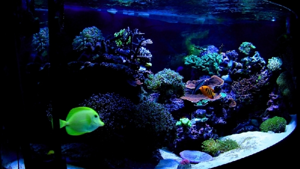 Aquarium Hauptansicht von RedSeaReef
