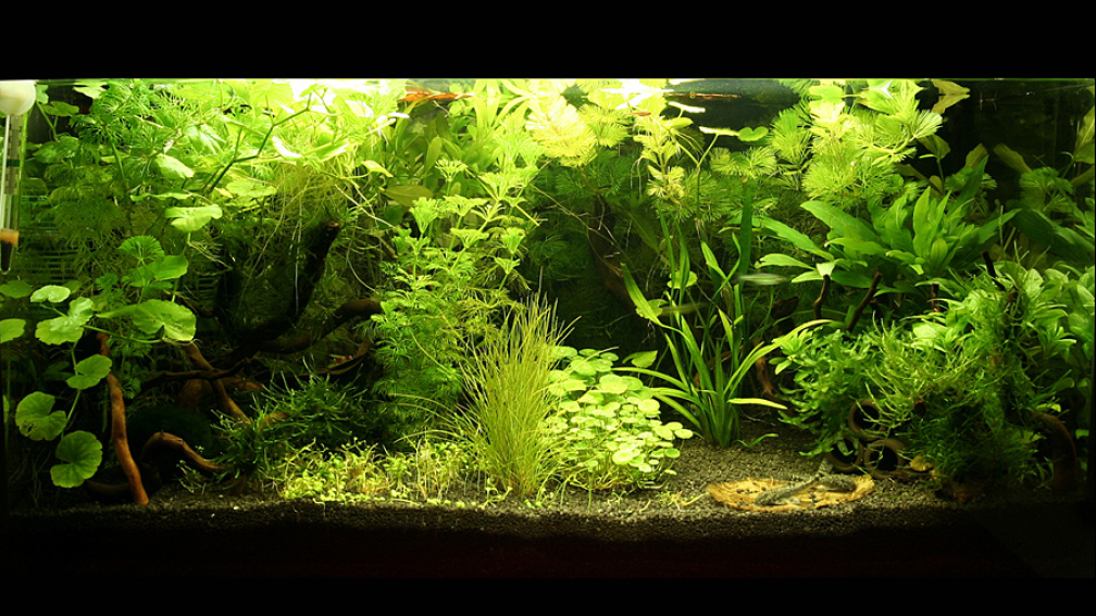 Aquarium Hauptansicht von Green