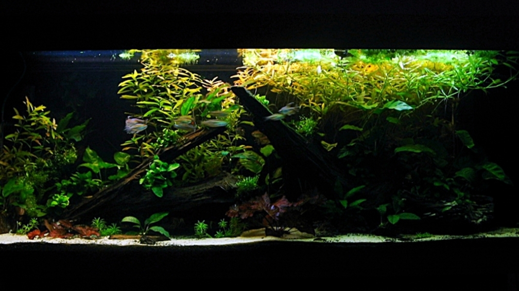 Aquarium Hauptansicht von My little African Dream Nur noch als Beispiel