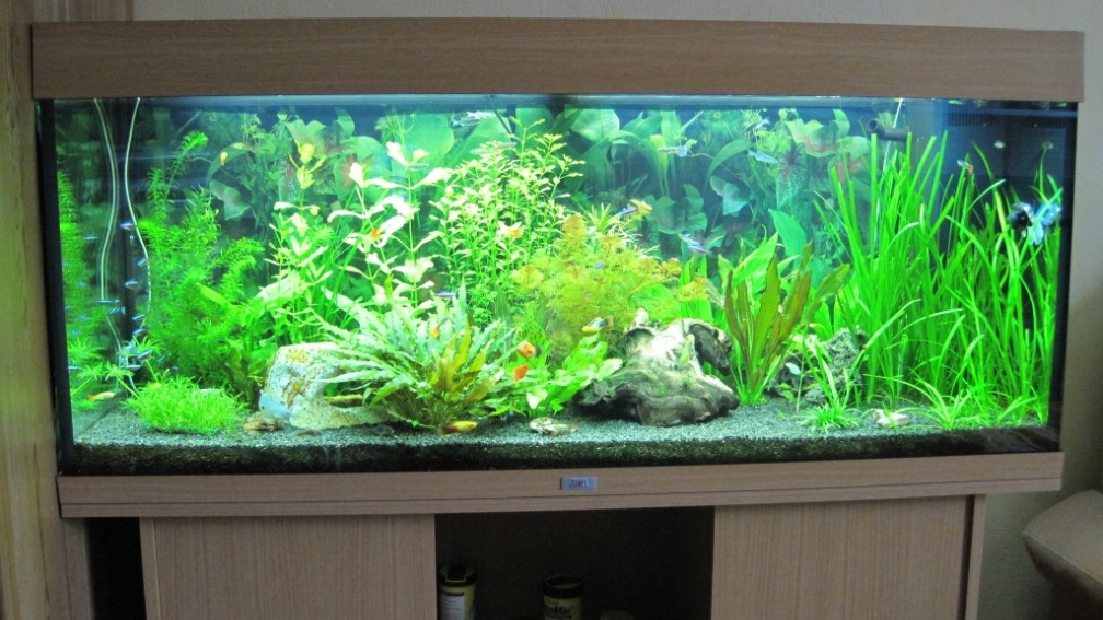 Juwel Rio 240 High-Lite