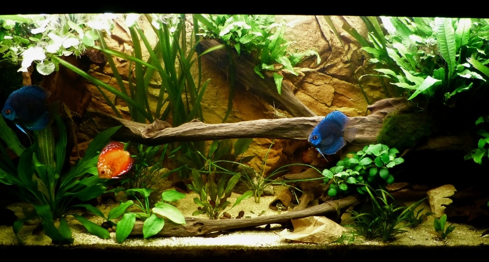 aktuelle Frontansicht 25.03.12