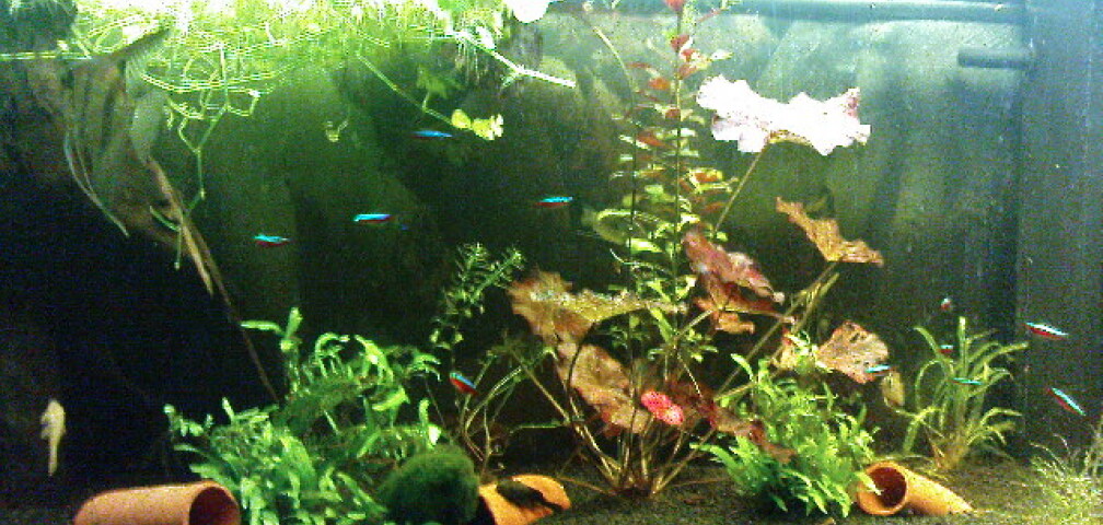 Aquarium Hauptansicht von Juwel-aquarium Rio 240