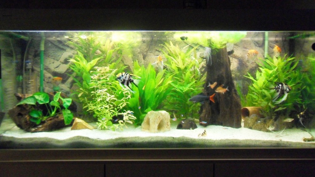 Aquarium Hauptansicht von Erstes Aquarium
