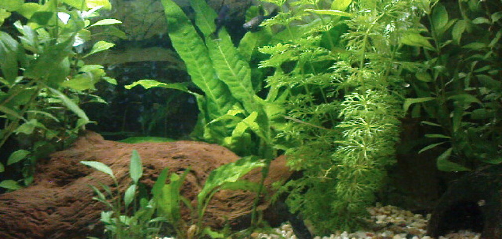 Aquarium Hauptansicht von Eheim complete set 60