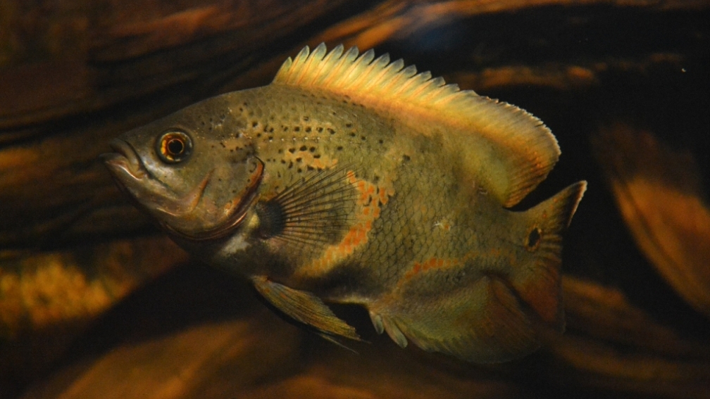 Hauptbild, Stand: 08-06-2011, Astronotus sp. `Bahia Red` oder ` Red Tail Bahia`