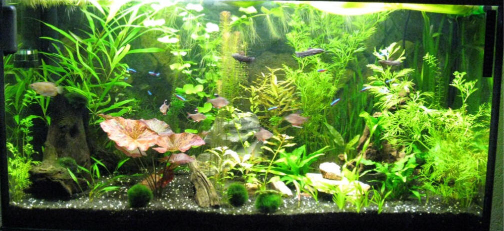 Aquarium Hauptansicht von Becken 17340