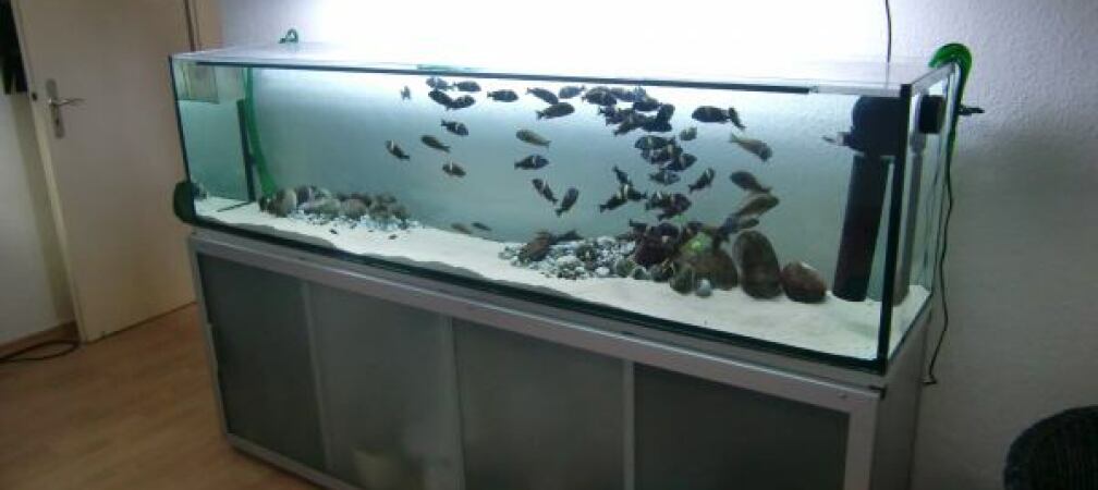 Aquarium Hauptansicht von Tanganyika-Lakeside