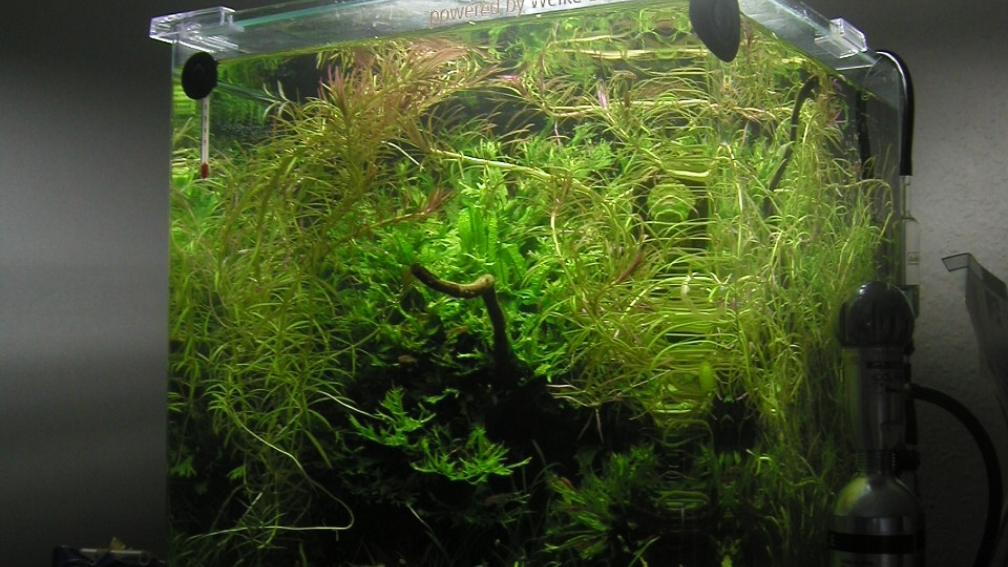 Aquarium Hauptansicht von Mikrokosmos 1.0